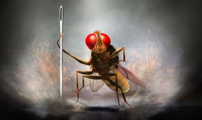 Affiche de l'événement Eega, la mouche vengeresse