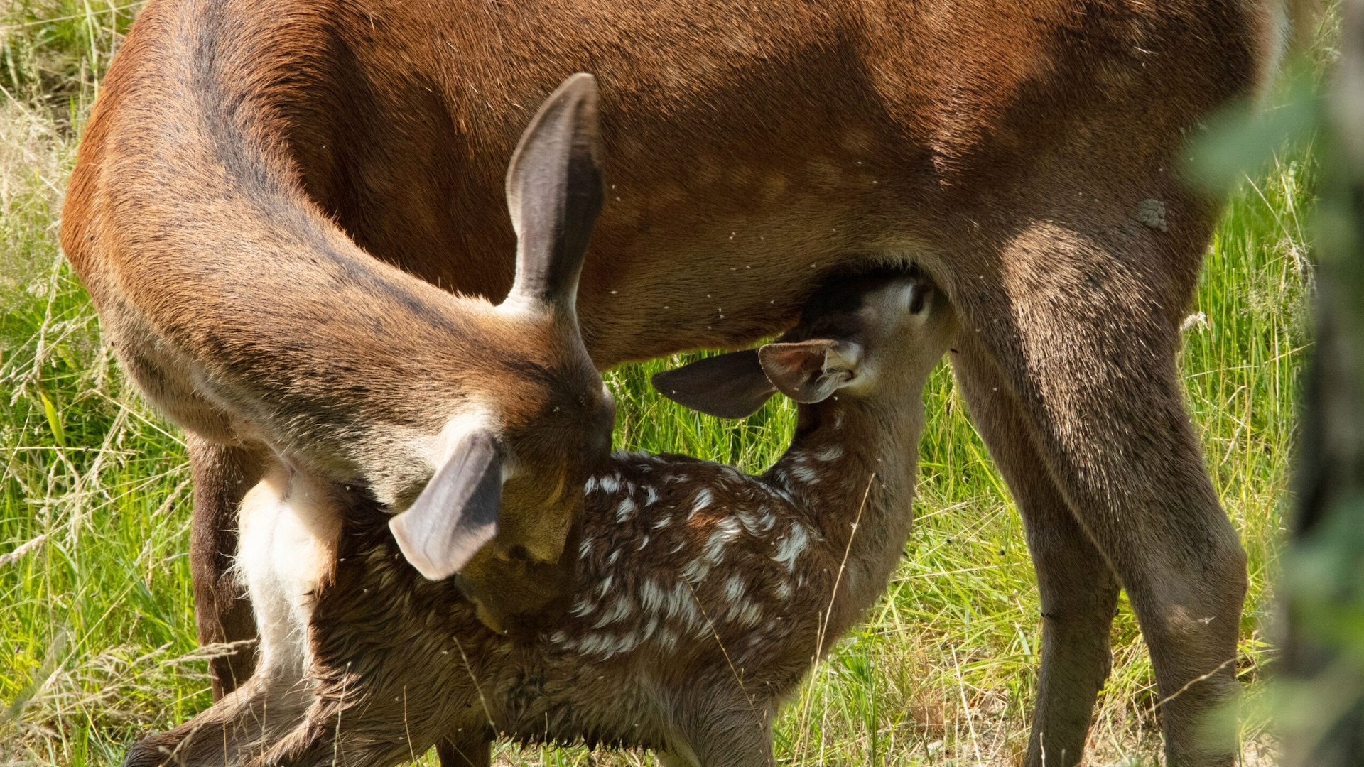 Affiche du film Bambi, L’histoire d’une vie dans les bois