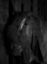 Affiche du film Compétition Courts Métrages Queer 2 2025