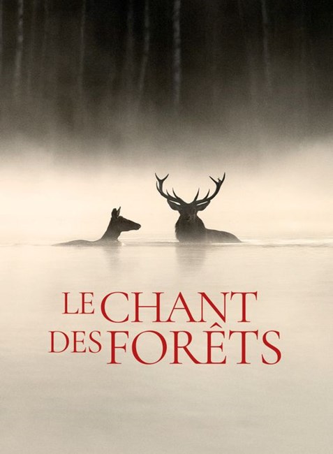 Affiche du film Le chant des forêts