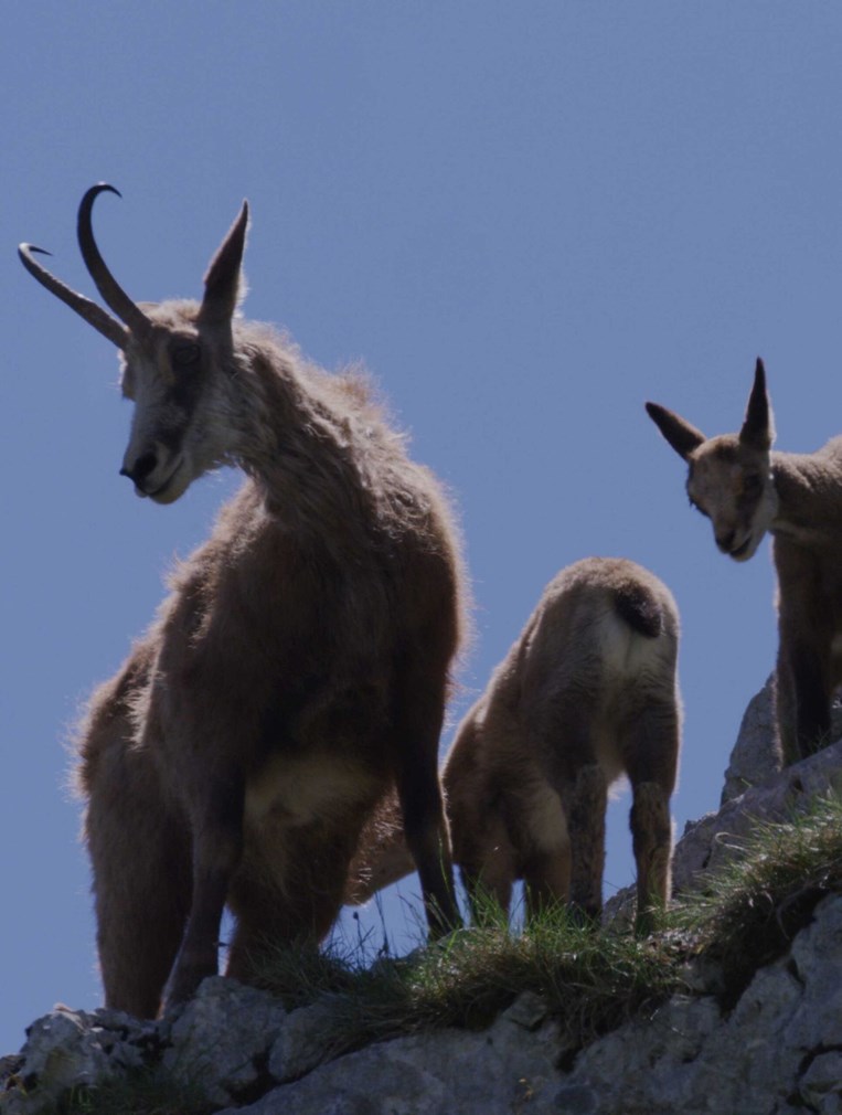 Affiche du film Le temps des animaux